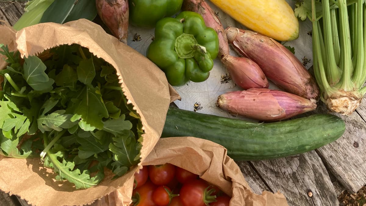 Weather can’t stop the chemicalfree growing at Farnham Community Farm